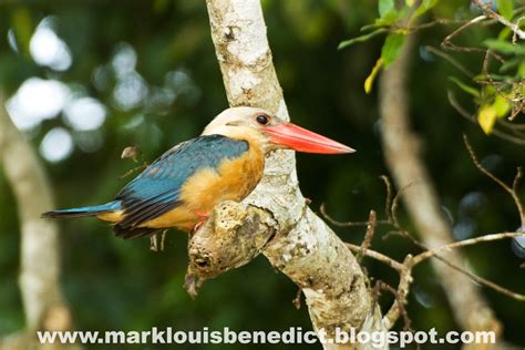 Natural Wonders Of Borneo A Wildlife Photography Blog The