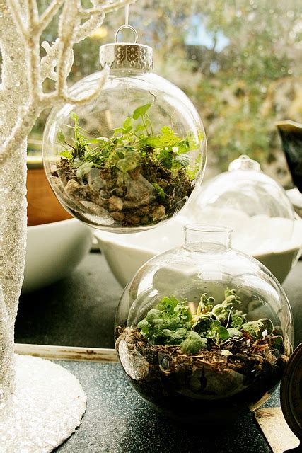 9 Diy Christmas Terrariums With Plants And Not Only Shelterness