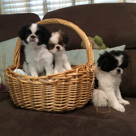 We are breeders in akron ohio, we are not a kennel our puppies are raised in our home underfoot; Japanese Chin Puppies For Sale | Bradenton, FL #305111
