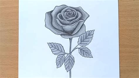 Easy Pencil Rose Art Easy Pencil Rose Flower Drawing Lvandcola