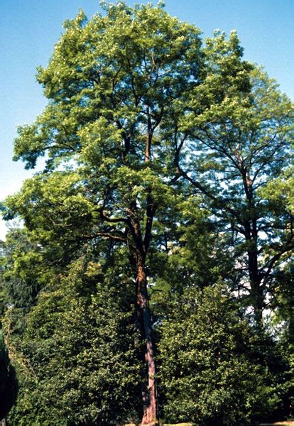 Locust Genus Common Trees Of The Pacific Northwest