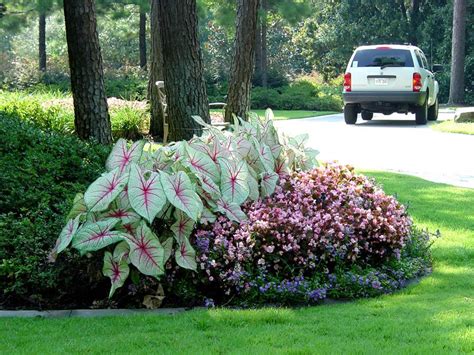Wrap Around The Tree Creative Landscape Front Flower Beds Shade