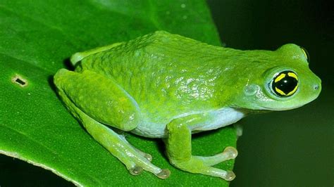 Indias Maverick Frog Man Bbc News