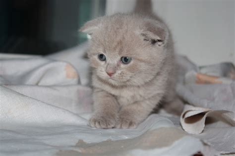 Small Red Scottish Fold Cat Wallpapers And Images