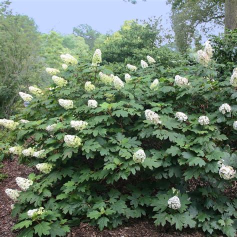 Alice Oakleaf Hydrangea New Blooms Nursery