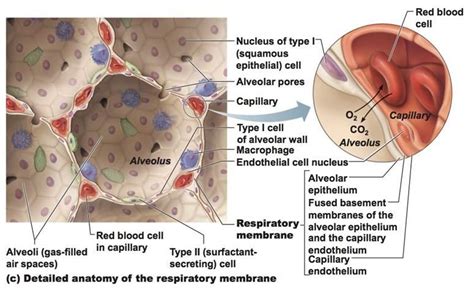 I have, therefore, added a new chapter on these topics. respiratory sys. 2 - Biology 2320 with Sawitzke at Salt Lake Community College - StudyBlue