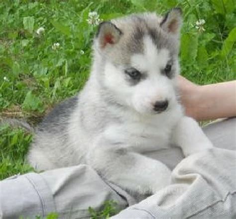 These fluffy, playful siberian husky puppies are a versatile working class spitz breed which makes a great family pet! Siberian Husky Puppies For Sale | Minneapolis, MN #152891