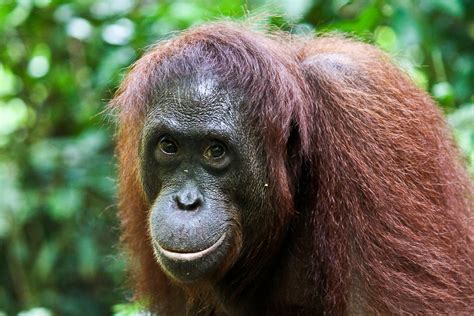Rabu, 22 juli 2020 pukul 20. Smiling Orangutan | Orang-utan Rehabilitation Center ...