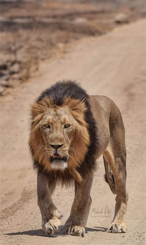 Asiatic Lion Data Pictures And Videos