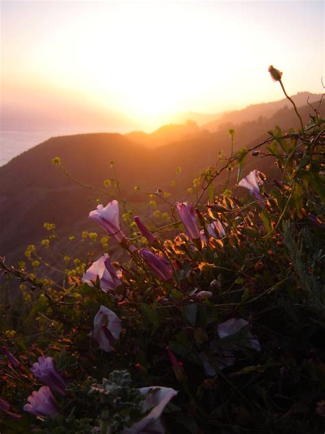Flowers In Sunset Free Photo Download Freeimages