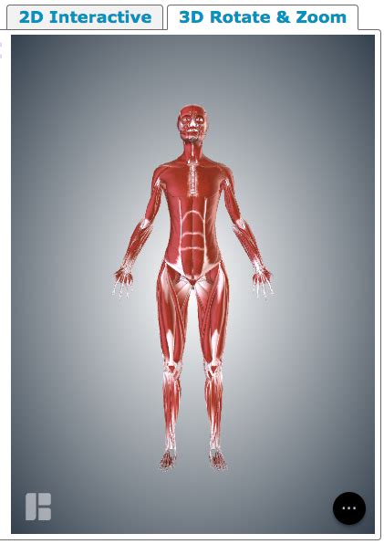 Muscular System Human Body Systems Libguides At