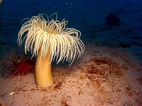 Anthozoans Are Solitary Or Colonial Polyps That Lack A Medusa Stage