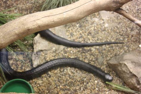 Rotary Gse To Tasmania Skinks And Snakes Oh My