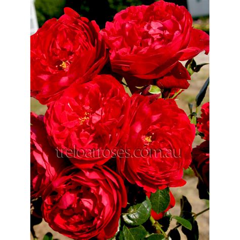 Climbing Florentina Shop Treloar Roses Premium Roses For Australian