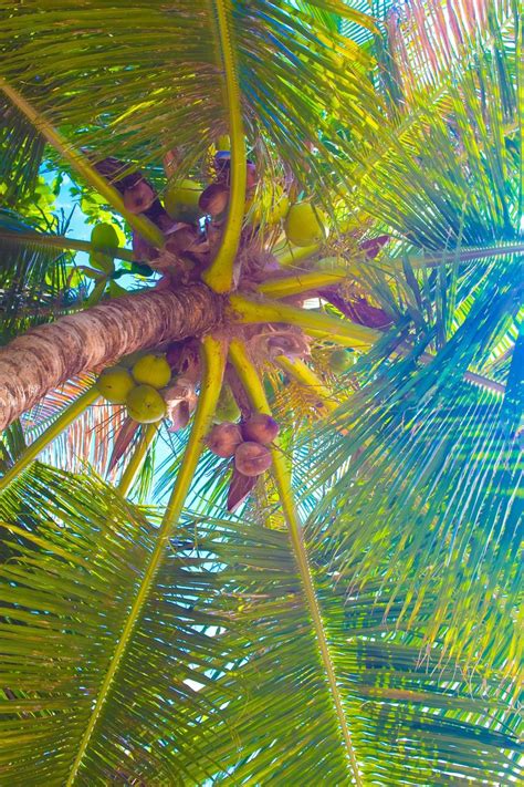 Beautiful Palm Trees Of Koh Tao