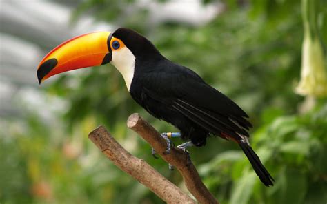 30 Amazing Rainforest Animals Most Of Them Is Endangered