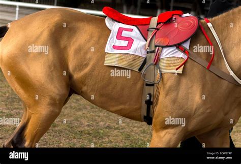 Red Saddle With Number 5 On A Akhal Teke Horse Stock Photo Alamy
