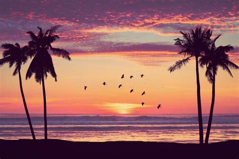 Silhouette Palm Tree At Tropical Beach With Birds Flying On Sunset Sky