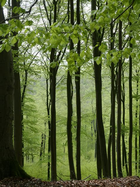 Beech Forest In Spring Tree Forest Photo