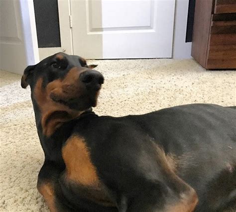 14 Funny Doberman Memes That Will Make Your Day Page 3