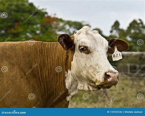Cow With Tagged Ear Stock Photo Image Of Domestic Milk 110723126