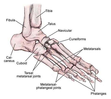 Foot Bone Anatomy Overview Tarsal Bones Gross Anatomy Metatarsal