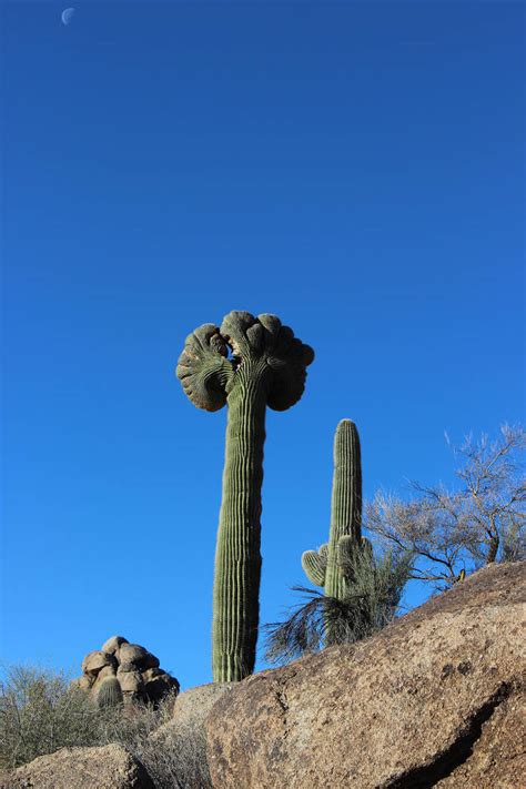 The saguaro is a columnar cactus that grow notable branches, usually referred to as arms. Southern Arizona offers a respite from season's chill ...
