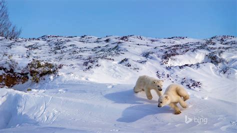Polar Bear Hudson Bay Canada 2016 Bing Desktop Wallpaper Preview