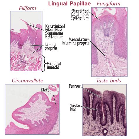 Histology Glossary Lingual Papillae And Taste Bud Histology Ditki