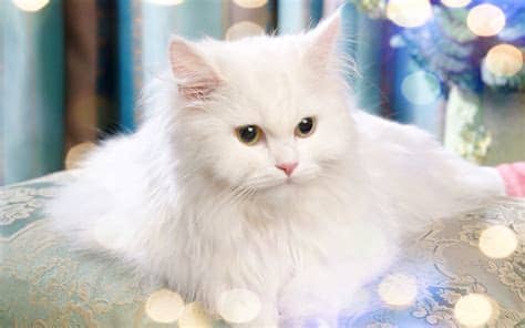 Download Gambar Wallpaper Kucing - Gudang Wallpaper