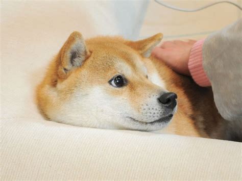 What's a shiba inu meme exactly? Shiba Inu Follow me on Pinterest @ Pinterest.com ...