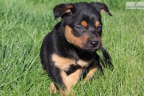 The australian kelpie, or simply kelpie, is an australian sheep dog capable of mustering and droving with little or no guidance. Oscar: Australian Kelpie puppy for sale near Portland ...