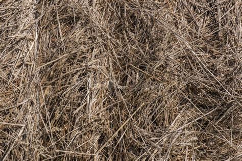 Dry Yellow Pressed Straw Dry Bunch Of Hay Texture Abstract Straw