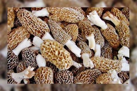 This Rare Indian Mushroom Costs Rs 30,000 per Kg and is Grown in The ...