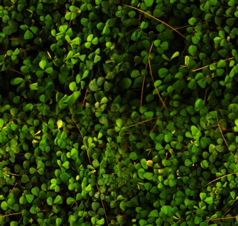 Onlinelabels Clip Art Green Leaves Seamless Texture