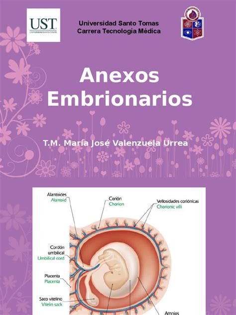Anexos Embrionarios Placenta Zoología