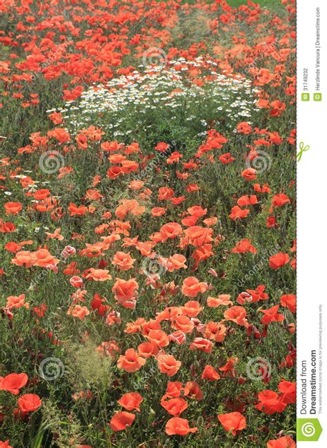 Meadow Full Of Wild Flowers Stock Photo Image Of Meadow Grows 31749232