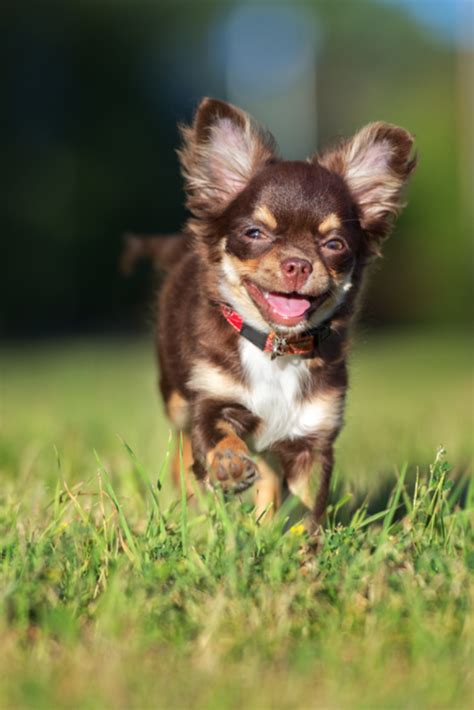 Adorable Chihuahua Puppy Running Cute Chihuahua Chihuahua Puppies
