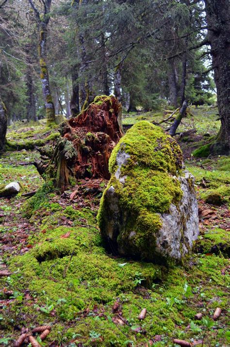 Images Gratuites Paysage Arbre La Nature Forêt Roche Région