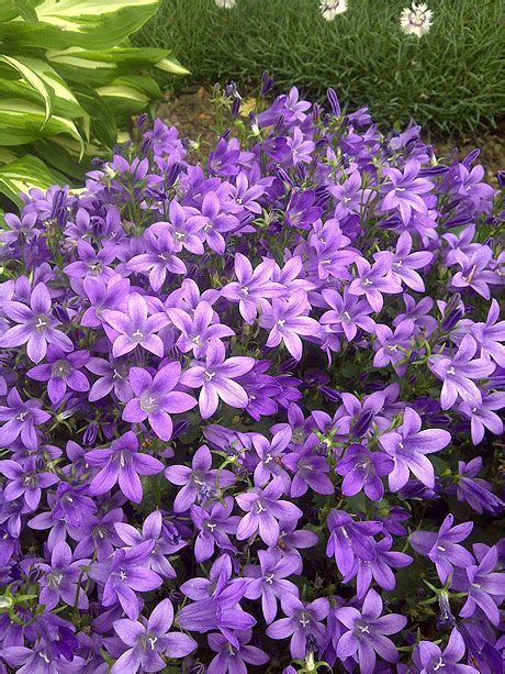 With a compact, dense habit and notable durability for sun, heat, and humidity, as well as cold tolerance, sensational. purple perennials that bloom all summer | PC Campanula ...