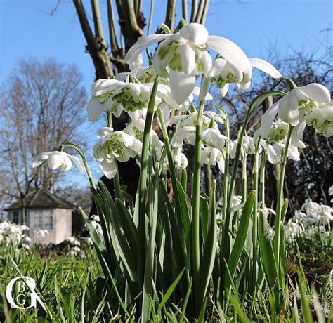 Planting Snowdrops In Your Garden Great British Gardens