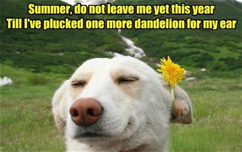Attack Of The Funny Dogs 21 Pics