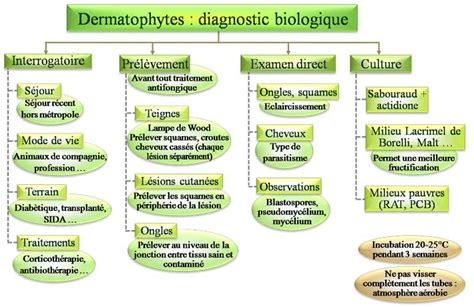 Dermatophytes Diagnostc Biologique Biologique Croute Cheveux Biologie