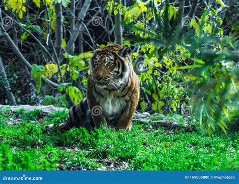 Bengal Tiger Endangered Species Sitting On Grass January 2020 Stock