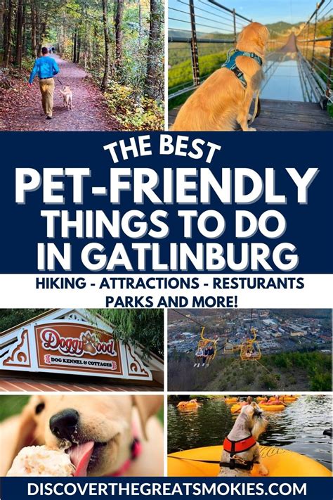 Is gatlinburg dog friendly 11 places dogs can go in the smokies – Artofit