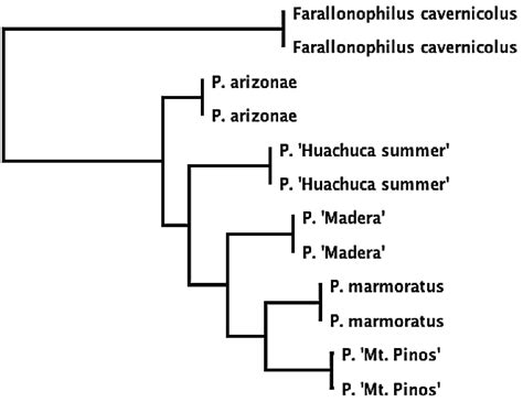 I have a large population of camel crickets in my basement. Insects | Free Full-Text | Male Armaments and Reproductive ...