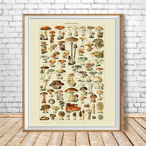 Vintage Mushroom Poster French Mushroom Print Botanical Etsy