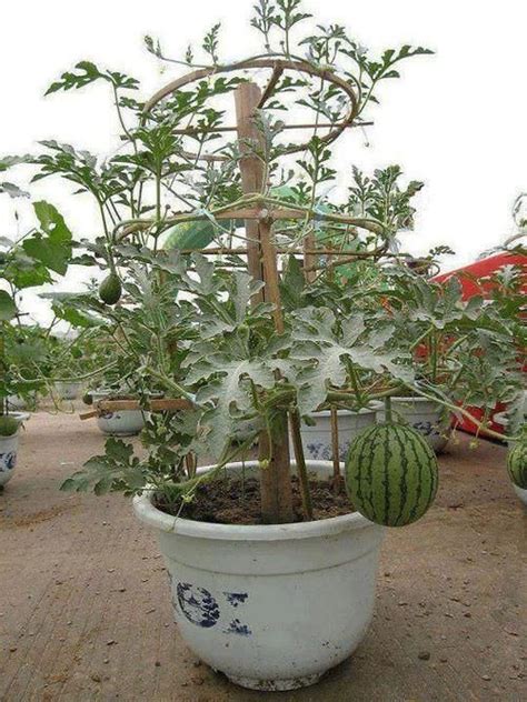 Growing Watermelon Vertically