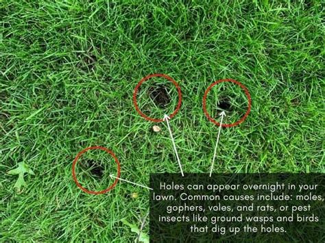 Holes In Lawn Causes How To Fill The Small Overnight Holes Lawn