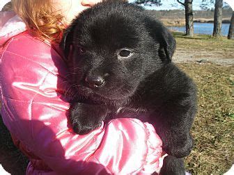 After bathing and drying the pups i would have a bowl of. Noel's Story... Noel is a 6 week old female Australian ...